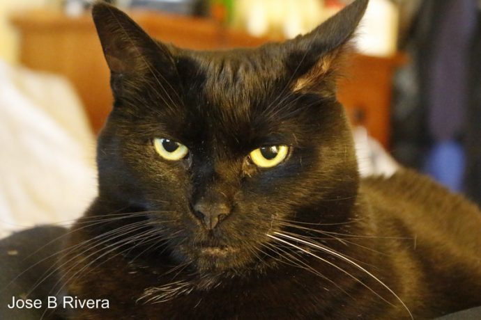 Molly stares at me as I take this photo.