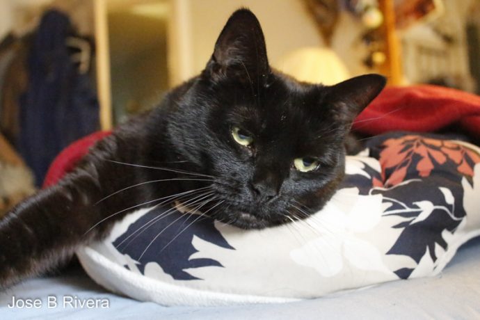 My feline Molly looks away as I take her photo.