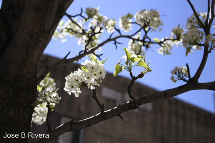 Tree flower Bloom in April. Taken at East 111th Street between Second and Third Avenues. Closer to Third Avenue.