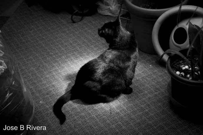 My cat Molly stands in the sun light given from the skylight above.