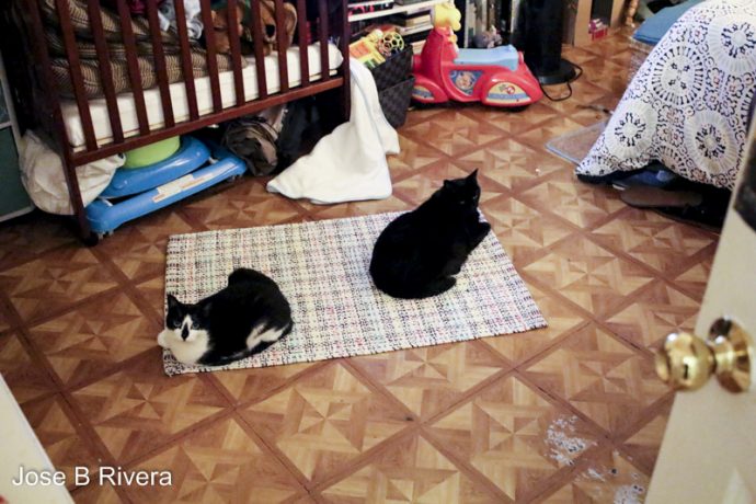 My two cats lay on the opposite ends of this small rug.