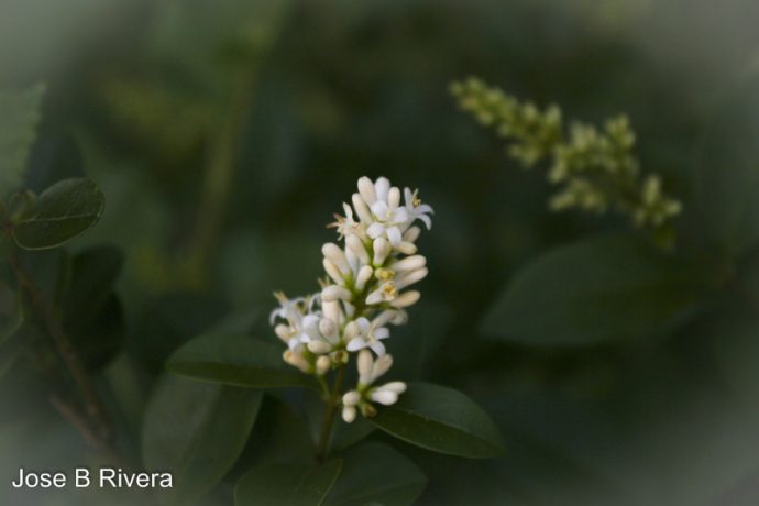 Budding flower in early June 2016.