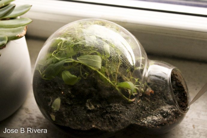 Window Sill Plant home.