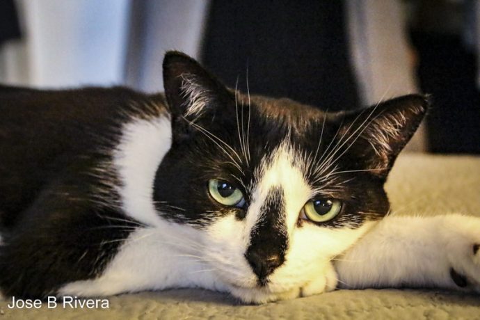 My cat Cleo relaxing on my bed.