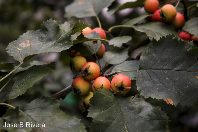 Flower fruit from the Conservancy Garden