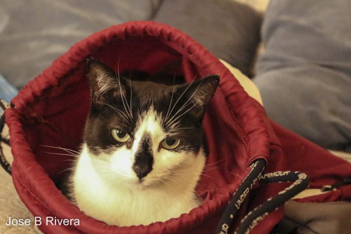 Cleo in my red and white back carry bag.