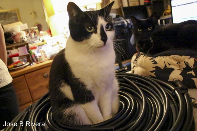 Cleo on my radio Coax.