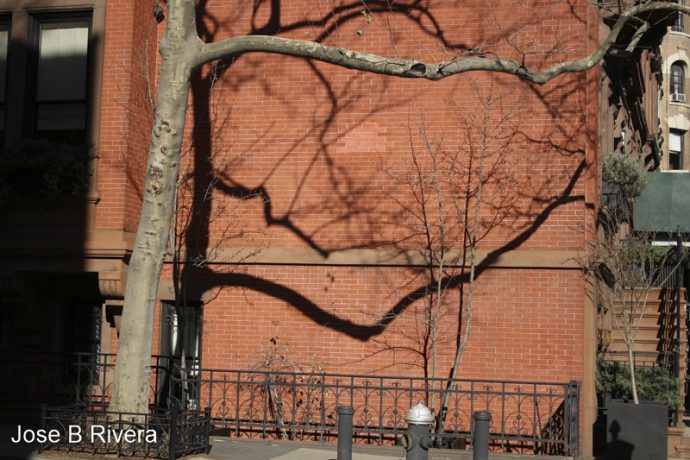 Tree shadows on a wall.