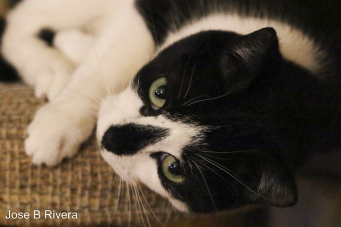 Cleo lie down close up.