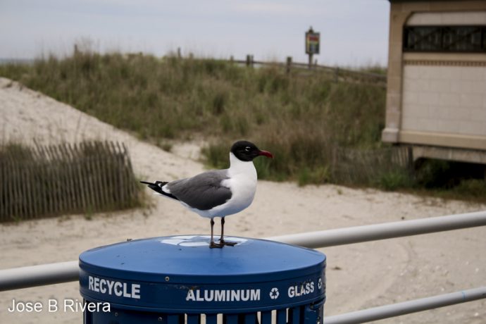 Atlantic City Beach Bird.