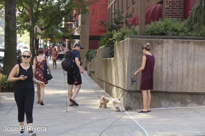 Meeting while walking the dog.