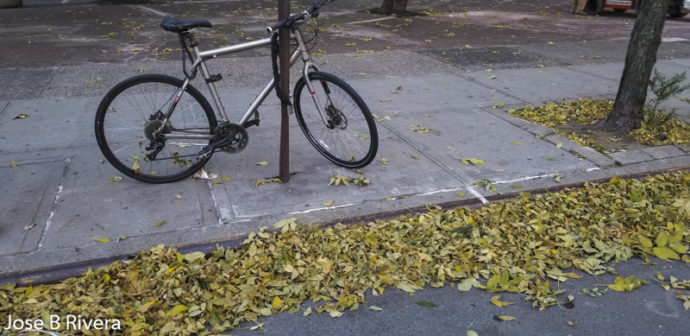 Bicycle and Leaves