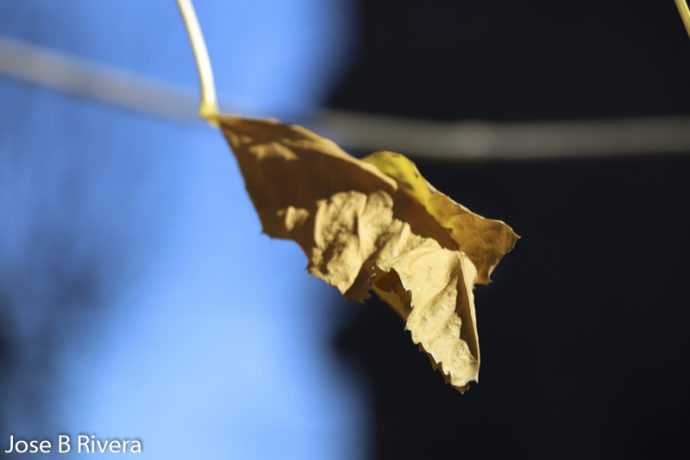 Fall Leaf