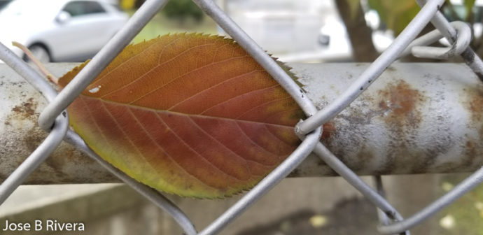 Leaf on Gate