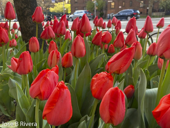 Blossoming Red Flowers