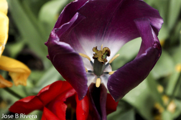 Green Leaf in Flower