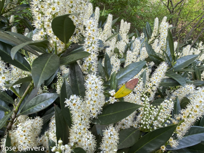 White Fuzzy with Leaf