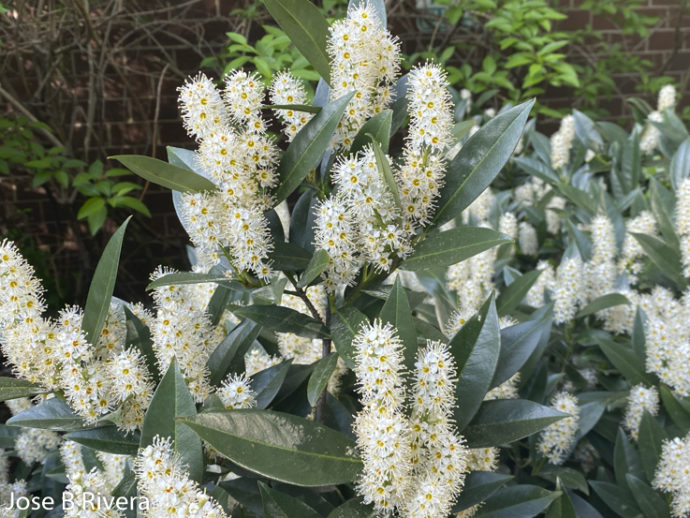 A Lot of White Fuzzies