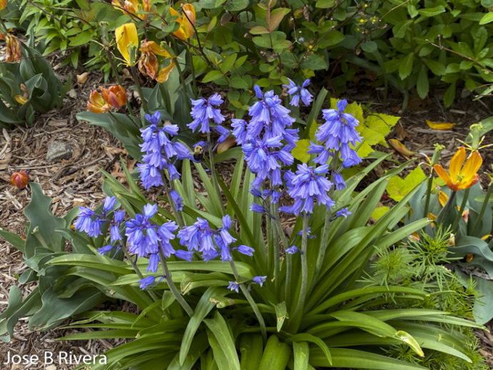 Lavender Colored Flowers