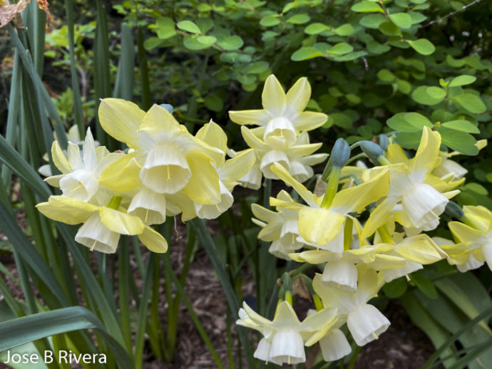Yellow White Bells