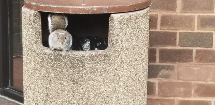 Squirrel eating out of a garbage bin at East 110th Street and 1st Avenue.