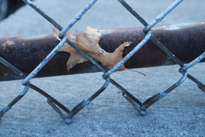 Fenced In Leaf