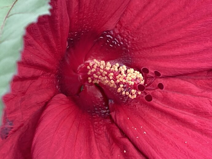 Flower Stigma on this big red flower.