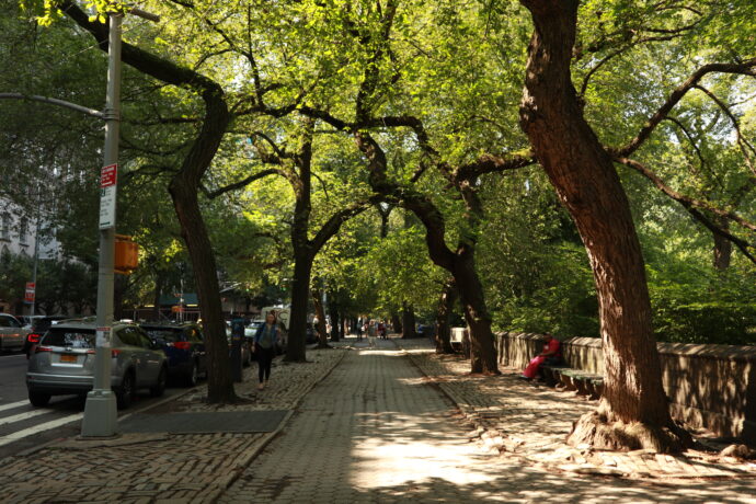 Central Park Trees on Fifth Avenue.