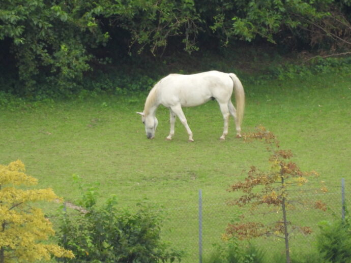 A White horse eats grass on Wards Island. Photo taken from over 1/3 of a mile away using my Nikon P950 Camera