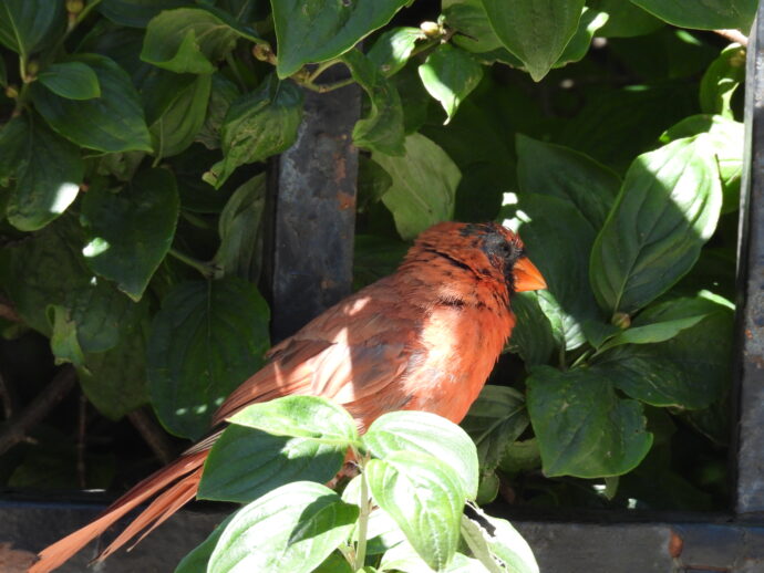 Cardinal in the trees.