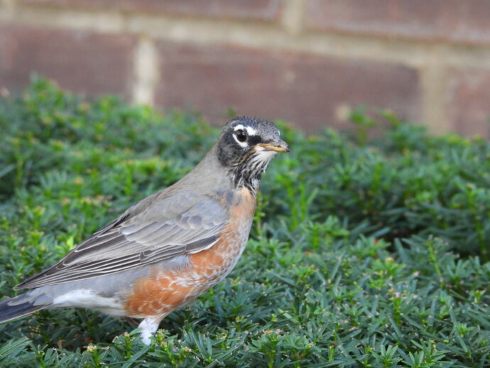 Robin in Thomas Jefferson Park.