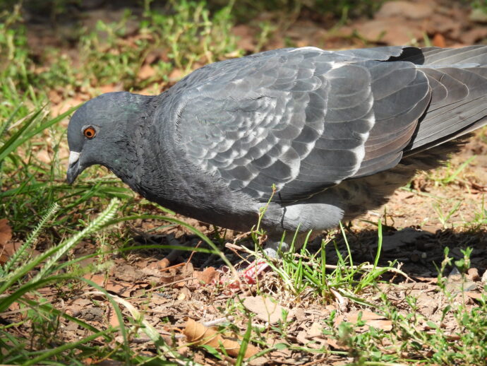 Pigeon Eating