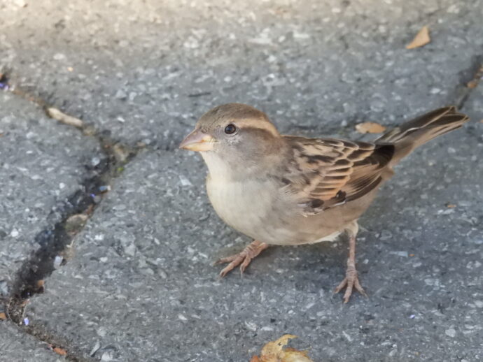Sparrow looking at me.
