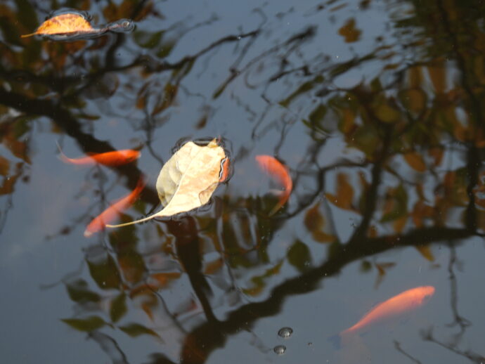 Gold Fish in Central Park