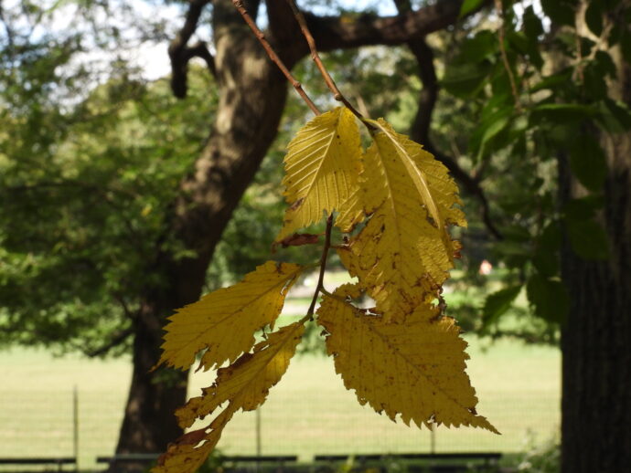 Golden October Leaves in Central Park