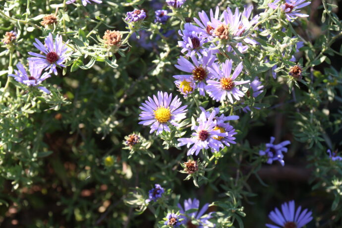 Pretty Purple Flowers