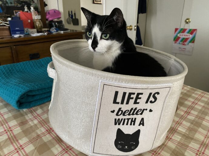 My cat enjoying time in a basket about cats.