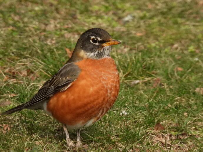 Robin in the Grass