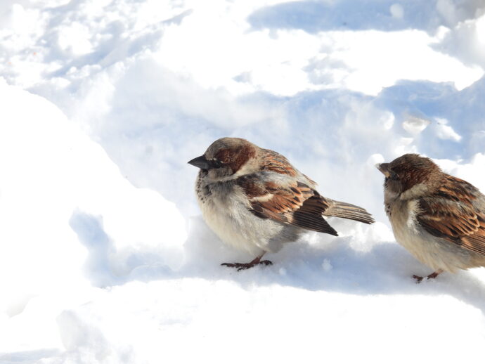 Snowy Sparrows