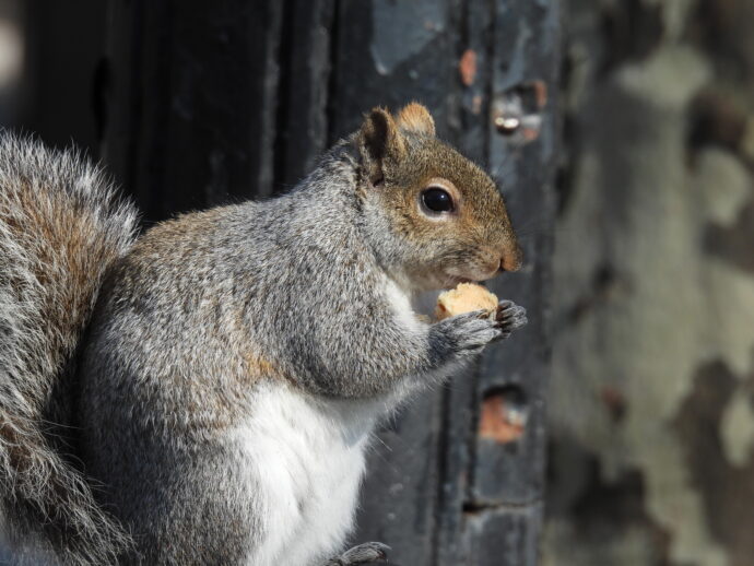 Squirrel Eating