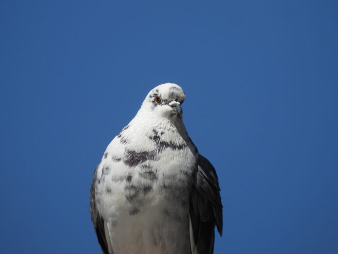 White Pigeon against blue sky.
