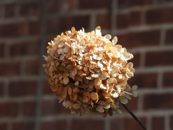 Pretty Flower Bloom