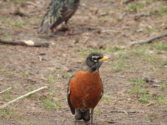 Robin looking back at me.