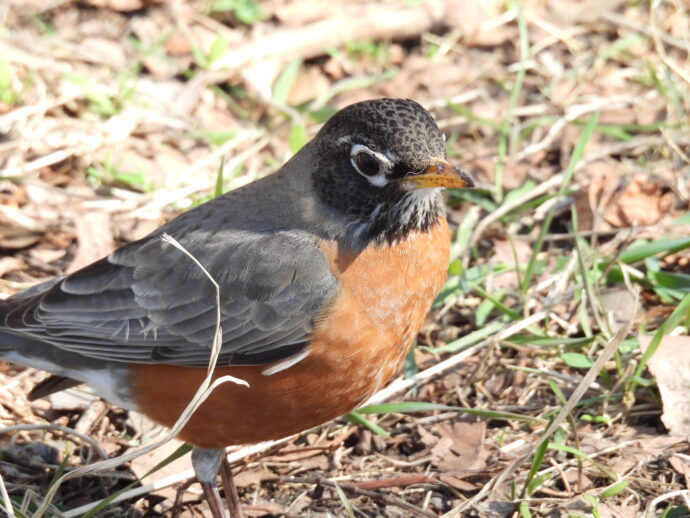 Robin Close up