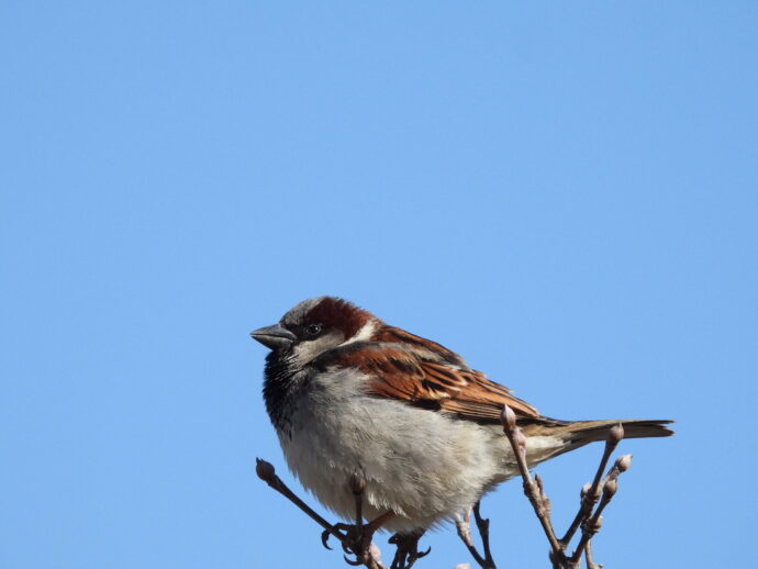 Blue Sky Sparrow